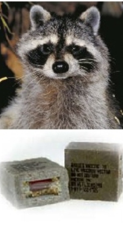 raccoonbait.jpg